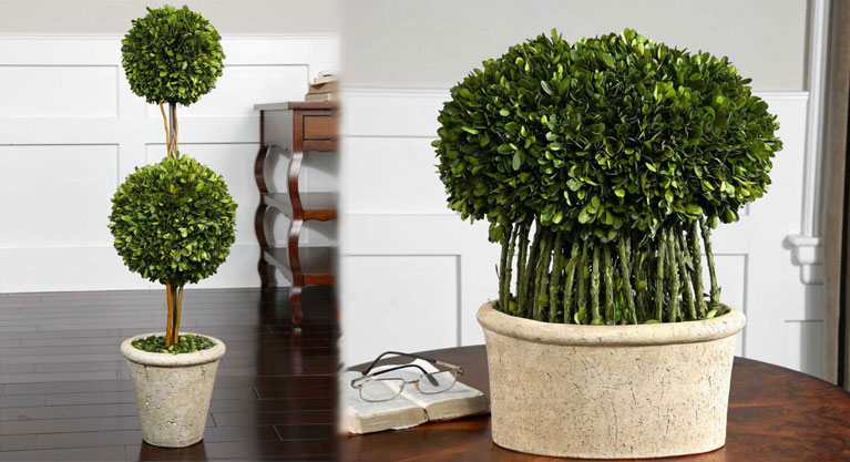 PRESERVED BOXWOOD TWO SPHERE TOPIARY  Natural evergreen foliage preserved while freshly picked, looks and feels like living boxwood. Double spheres arranged on wooden twigs, potted in a mossy stone finished terracotta planter. Indoor use only.    Preserved while freshly picked, natural evergreen foliage looks and feels like living boxwood arranged atop willow branches in a mossy, stone finished terracotta planter. Indoor use only.