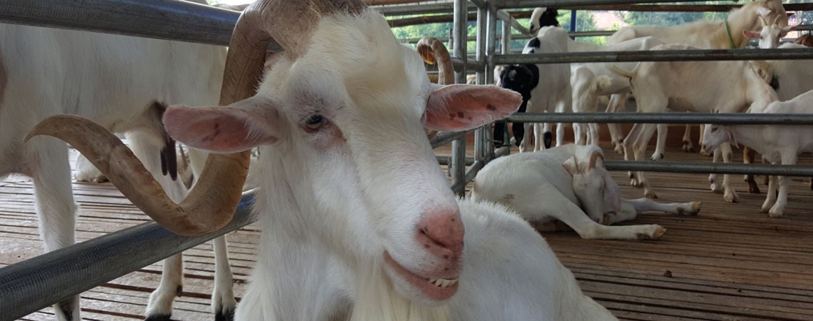 Why Rosalie Cheese's snacks are made with goat's milk? image