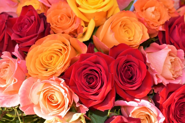 Arti Warna Bunga Mawar- Fakta dan Manfaat Menarik Mawar